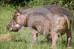 Kazinga Channel Uganda - Hippopotamus