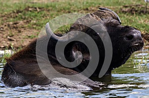 Kazinga Channel Uganda - Water Buffalo