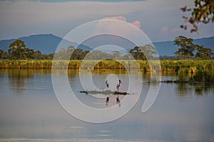 Kaziranga National Park photo