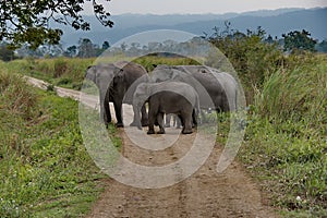 Inhabitants of Kaziranga National Park. Elephant photo