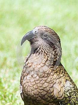 Kea