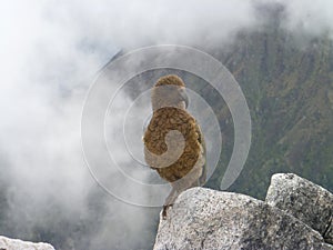 Kea