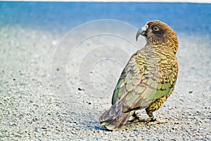 Kea - Alpine Parrot