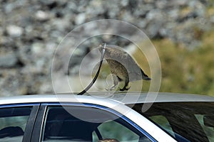 Kea alpine parrot Bird  New Zealand