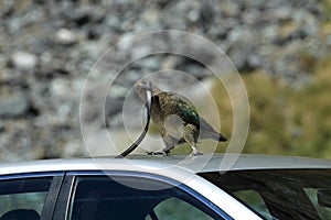 Kea alpine parrot Bird  New Zealand