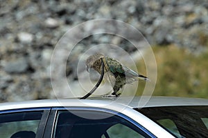 Kea alpine parrot Bird  New Zealand