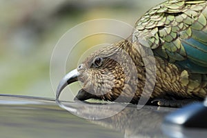 Kea alpine parrot Bird  New Zealand