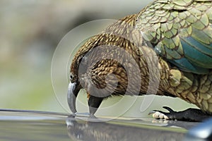 Kea alpine parrot Bird  New Zealand