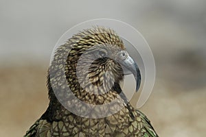 Kea alpine parrot Bird  New Zealand