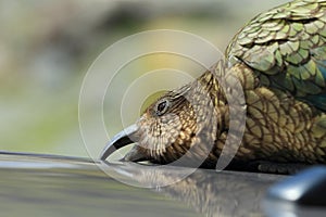 Kea alpine parrot Bird  New Zealand