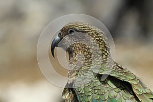 Kea alpine parrot Bird  New Zealand