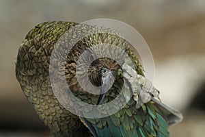 Kea alpine parrot Bird  New Zealand