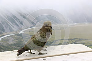 Kea, alpine parrots. New Zealand wildlife.