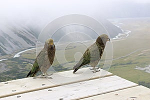 Kea, alpine parrots. New Zealand wildlife.