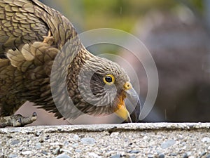 Kea Bird