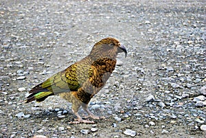 Kea bird