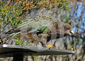 The kea bird (Nestor notabilis) in New Zealand.