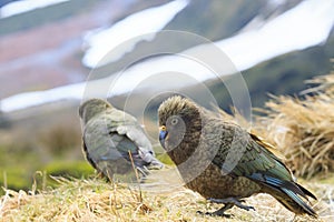 Kea bird parrot in new zealand natural wild