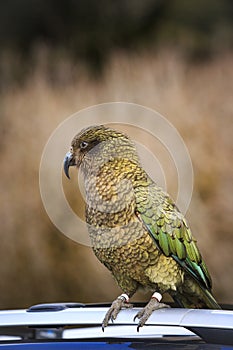 kea bird perching on tourist car roof at tourist attaction point southland new zealand