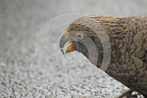 Kea eating crumbs