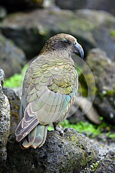 Kea mountain parrot native to New Zealand