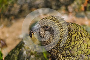 Kea - native New Zealand parrot on the car, South island, New Zealand