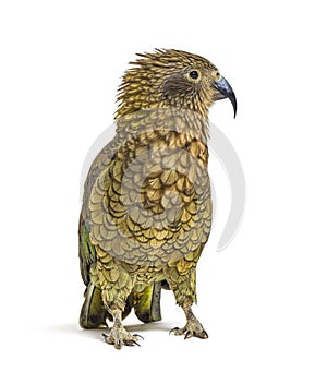 Kea, Nestor notabilis, or Alpine parrot, ruffling in front of white photo