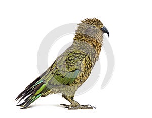 Kea, Nestor notabilis, or Alpine parrot, ruffling in front of white photo