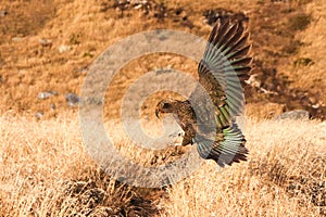 Kea Nestor notabilis New Zealand`s mountain parrot captured landing with huge wings wide spread. Brown, green, orange colored