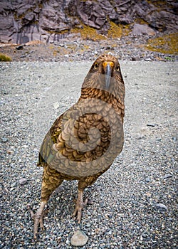 Kea in New Zealand