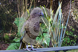 Kea New Zealand Mountain Parrot