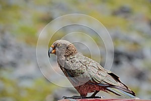 Kea, New Zealand native bird