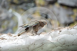 Kea, New Zealand native bird