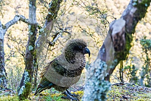 Kea, New Zealand`s rare parrot