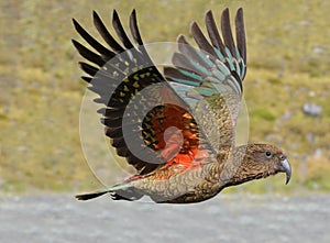 Kea - New Zealand wildlife NZ NZL photo