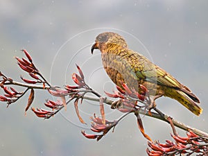 Kea parrot