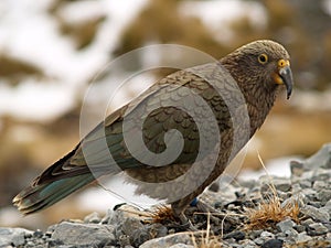 Kea parrot