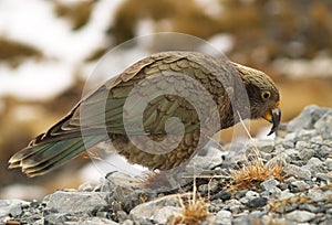 Kea parrot