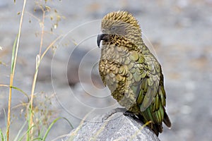 The Kea Parrot