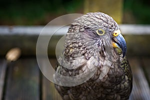Kea Parrot