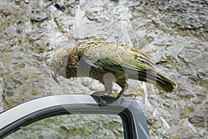 Kea Parrot on car door