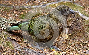 Kea parrot at Kaka creek lookout (Fjordland, New Zealand)