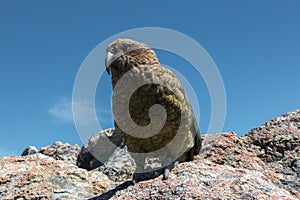 Kea Parrot in natural habitat