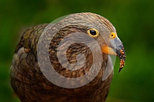 Kea parrot, Nestor notabilis, green bird in the nature habitat, mountain in the New Zealand. Kea sititng on the tree trunk,