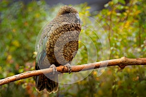 Kea parrot, Nestor notabilis, green bird in the nature habitat, mountain in the New Zealand. Kea sititng on the tree trunk,