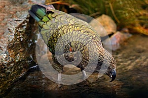 Kea parrot, Nestor notabilis, green bird in the nature habitat, mountain in the New Zealand. Kea sititng on the tree trunk,