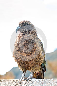 Kea parrot perches in Arthur's Pass, a testament to New Zealand's rich avian biodiversity and natural beauty