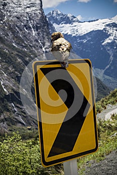 Kea Parrot Road Sign