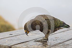Kea parrot on South island in New Zealand