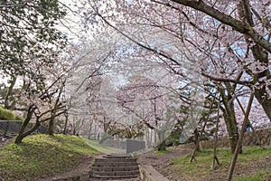 Keage incline with sakura cherry blossoms, Kyoto, Japan